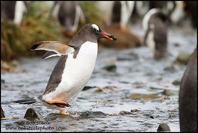 Gentoo Penguin (Pygoscelis papua)