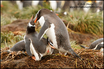 Gentoo Penguin (Pygoscelis papua)