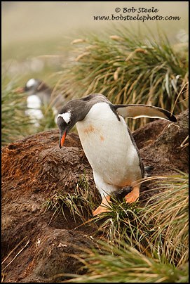 Gentoo Penguin (Pygoscelis papua)
