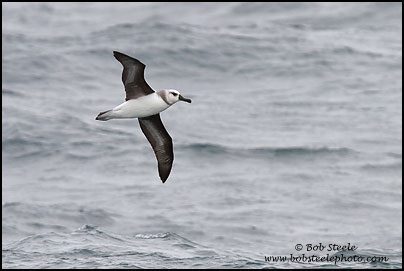 Gray-headed Albatross (Thalassarche chrysostoma)