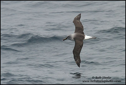 Gray-headed Albatross (Thalassarche chrysostoma)