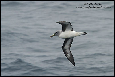 Gray-headed Albatross (Thalassarche chrysostoma)