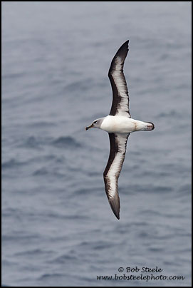Gray-headed Albatross (Thalassarche chrysostoma)