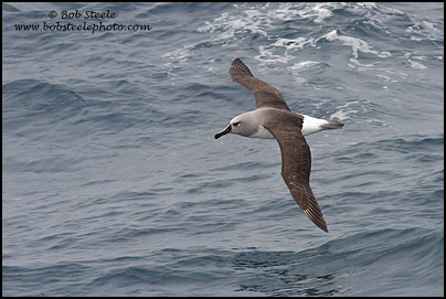 Gray-headed Albatross (Thalassarche chrysostoma)
