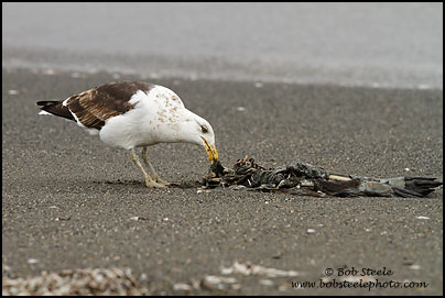 Kelp Gull (Larus dominicanus)