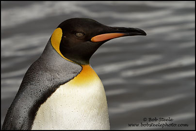 King Penguin (Aptenodytes patagonicus)