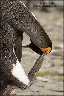 King Penguin (Aptenodytes patagonicus)
