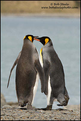 King Penguin (Aptenodytes patagonicus)