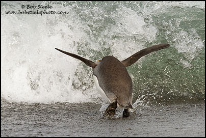 King Penguin (Aptenodytes patagonicus)