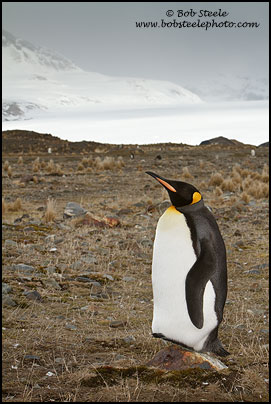 King Penguin (Aptenodytes patagonicus)