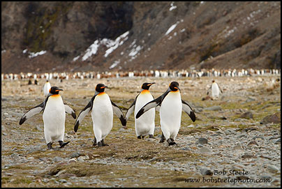 King Penguin (Aptenodytes patagonicus)