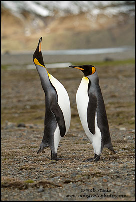 King Penguin (Aptenodytes patagonicus)
