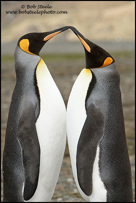King Penguin (Aptenodytes patagonicus)