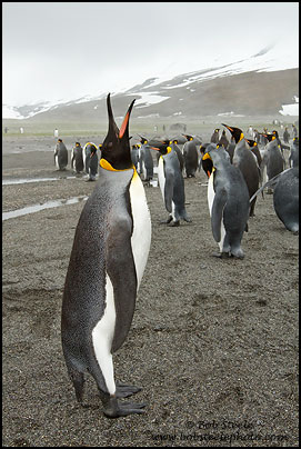 King Penguin (Aptenodytes patagonicus)