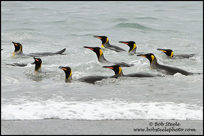 King Penguin (Aptenodytes patagonicus)