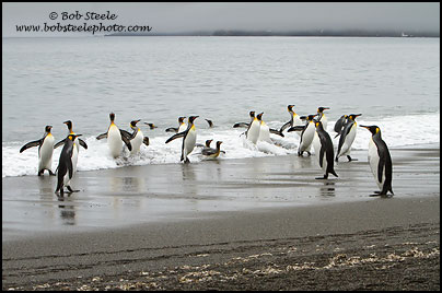King Penguin (Aptenodytes patagonicus)