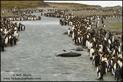 King Penguin (Aptenodytes patagonicus)