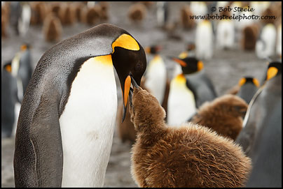 King Penguin (Aptenodytes patagonicus)