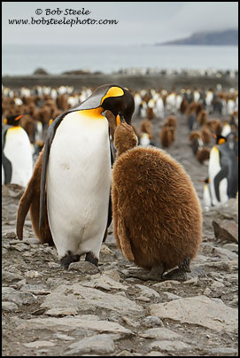 King Penguin (Aptenodytes patagonicus)