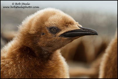 King Penguin (Aptenodytes patagonicus)
