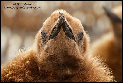 King Penguin (Aptenodytes patagonicus)