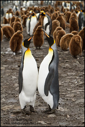 King Penguin (Aptenodytes patagonicus)