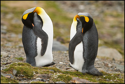 King Penguin (Aptenodytes patagonicus)