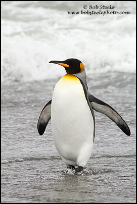 King Penguin (Aptenodytes patagonicus)