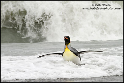 King Penguin (Aptenodytes patagonicus)