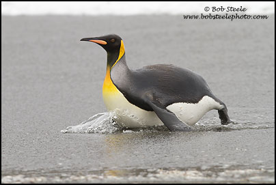 King Penguin (Aptenodytes patagonicus)