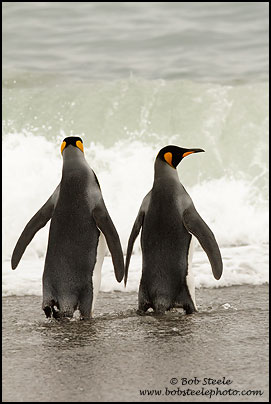 King Penguin (Aptenodytes patagonicus)