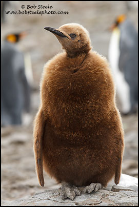 King Penguin (Aptenodytes patagonicus)
