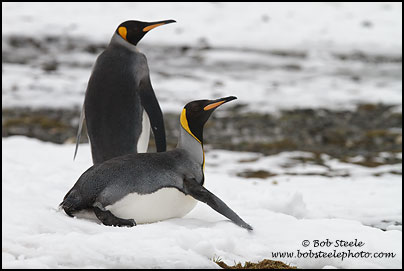 King Penguin (Aptenodytes patagonicus)