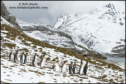 King Penguin (Aptenodytes patagonicus)