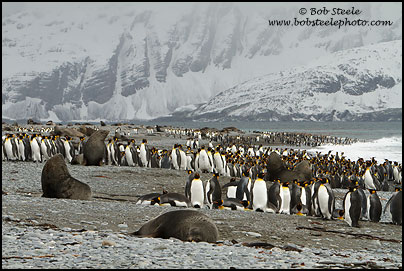 King Penguin (Aptenodytes patagonicus)
