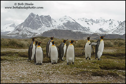 King Penguin (Aptenodytes patagonicus)