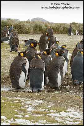 King Penguin (Aptenodytes patagonicus)