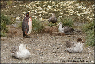 King Penguin (Aptenodytes patagonicus)