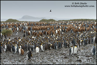 King Penguin (Aptenodytes patagonicus)