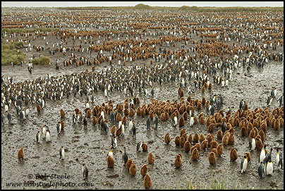King Penguin (Aptenodytes patagonicus)