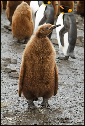 King Penguin (Aptenodytes patagonicus)