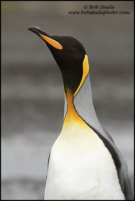 King Penguin (Aptenodytes patagonicus)