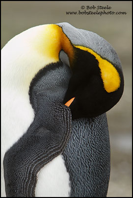 King Penguin (Aptenodytes patagonicus)