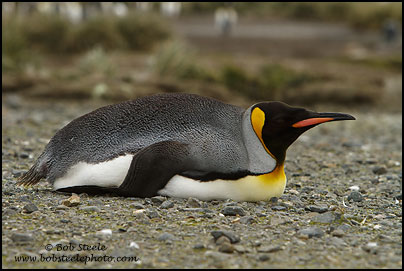 King Penguin (Aptenodytes patagonicus)