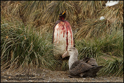 King Penguin (Aptenodytes patagonicus)