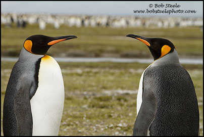 King Penguin (Aptenodytes patagonicus)
