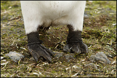 King Penguin (Aptenodytes patagonicus)