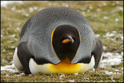 King Penguin (Aptenodytes patagonicus)