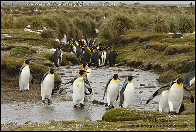 King Penguin (Aptenodytes patagonicus)