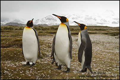 King Penguin (Aptenodytes patagonicus)
